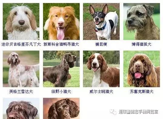 狗狗品种大全卡斯罗,雪纳瑞