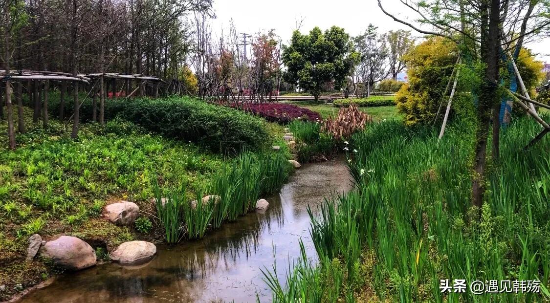 花海生态公园最新,春暖花开湿地公园