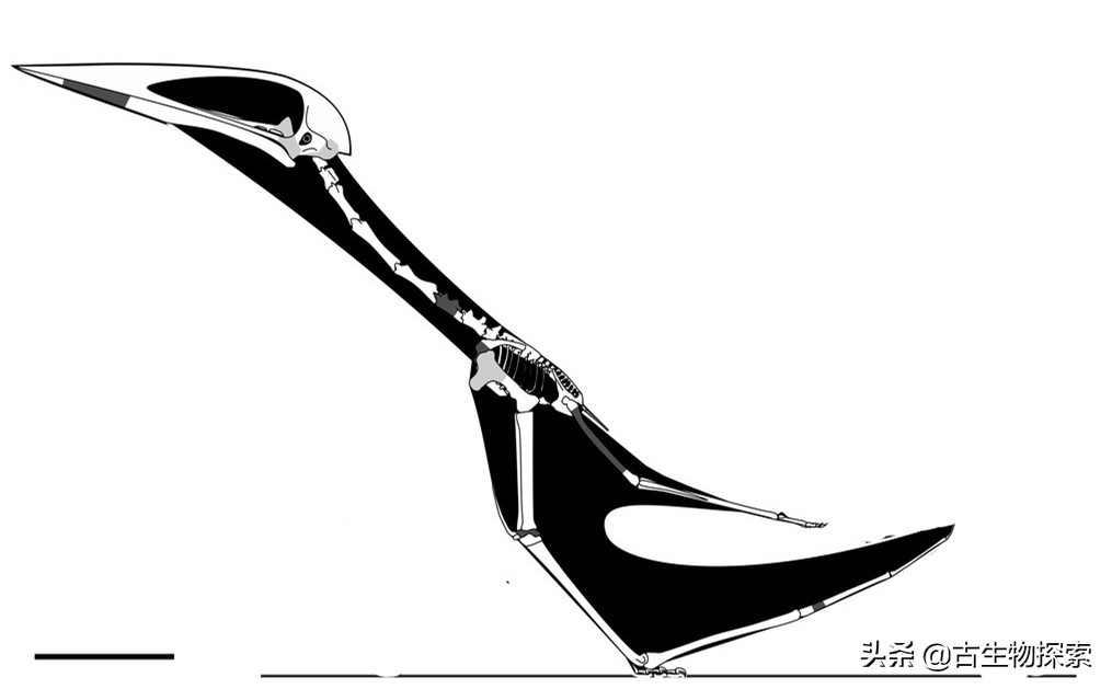 以恐龙为食的翼龙像飞机一样大！