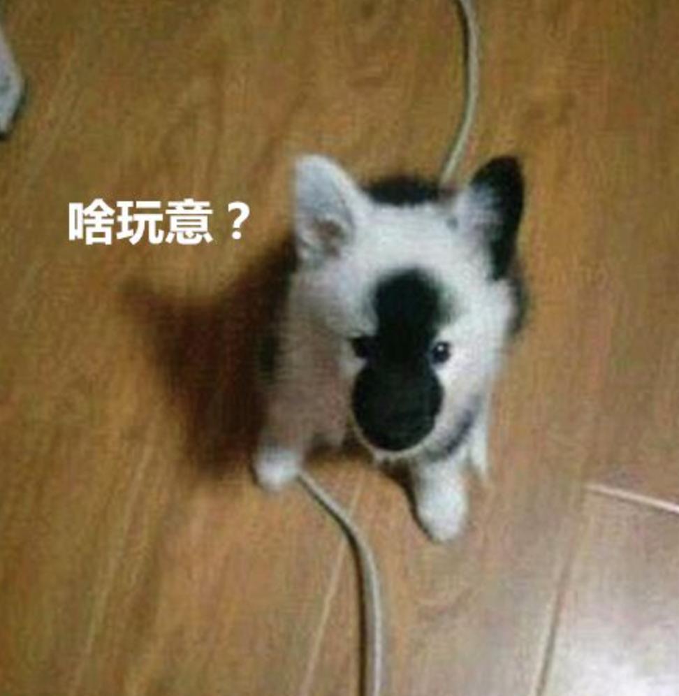 在网上买宠物狗搞笑,主人网购廉价狗粮