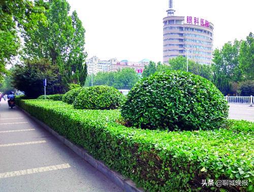 聊城市城市管理局园林处副处长,聊城市市政园林管理处