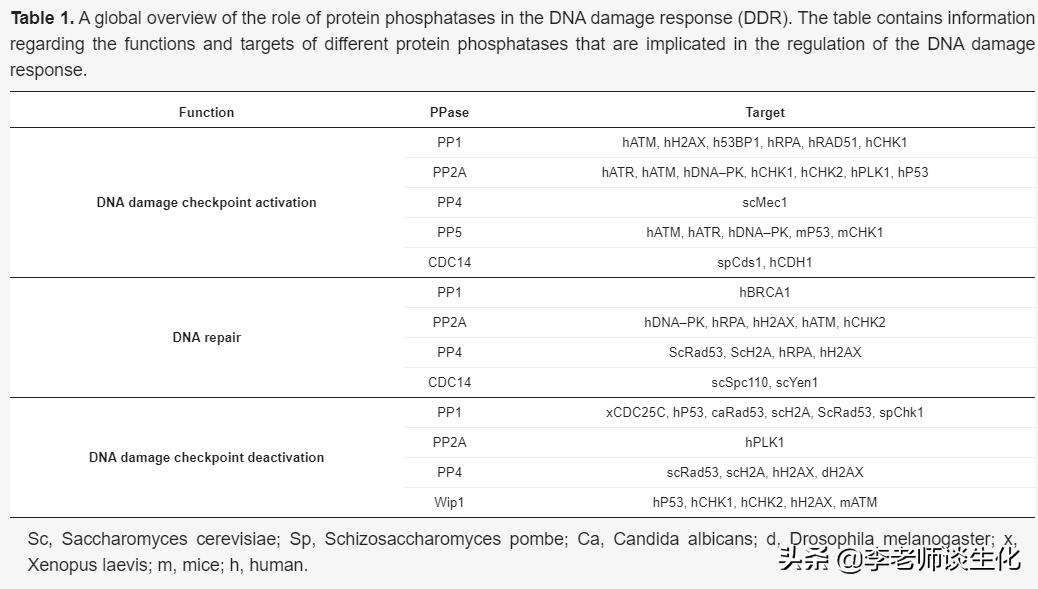 参与损伤dna切除修复的酶,DNA损伤修复机制
