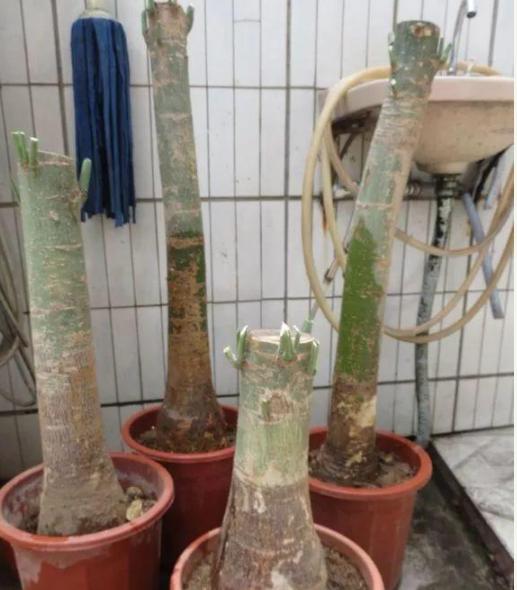 发财树什么样的情况下还能救活,发财树很细怎么办