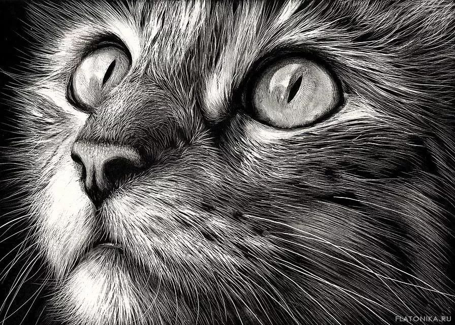 素描动物最全的收集,精微素描动物临摹高清大图