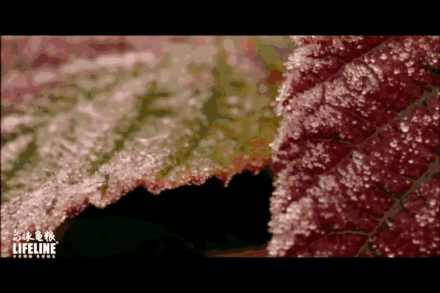 东部锦龟智商排名,红腹东部锦龟