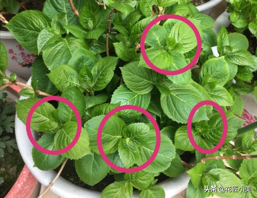 蓝色梦幻绣球,梦幻绣球为什么不开花