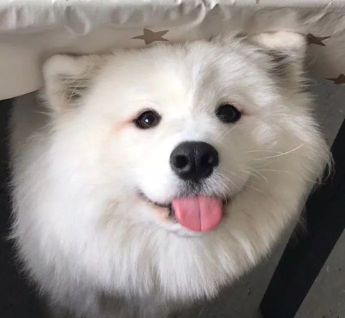 萨摩耶越来越瘦怎么回事,萨摩耶偏瘦怎么办