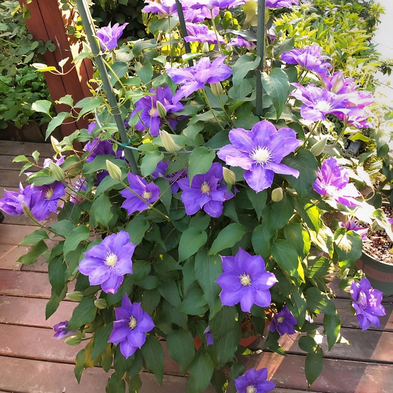 铁线莲的秋季养护方法,铁线莲过夏怎么养