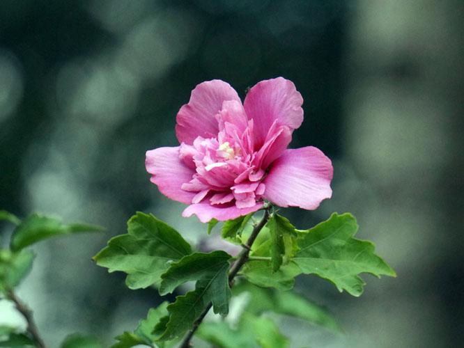 盘点世界各国国花你最喜欢哪种,世界各国国花大全及寓意图片