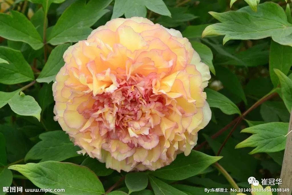 欧阳修袁枚,韩愈袁枚和欧阳修