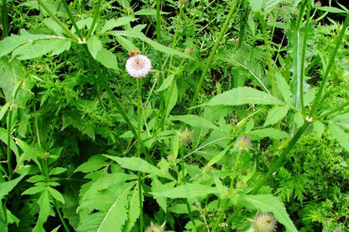 各种食虫植物的特点,不一样的食虫植物