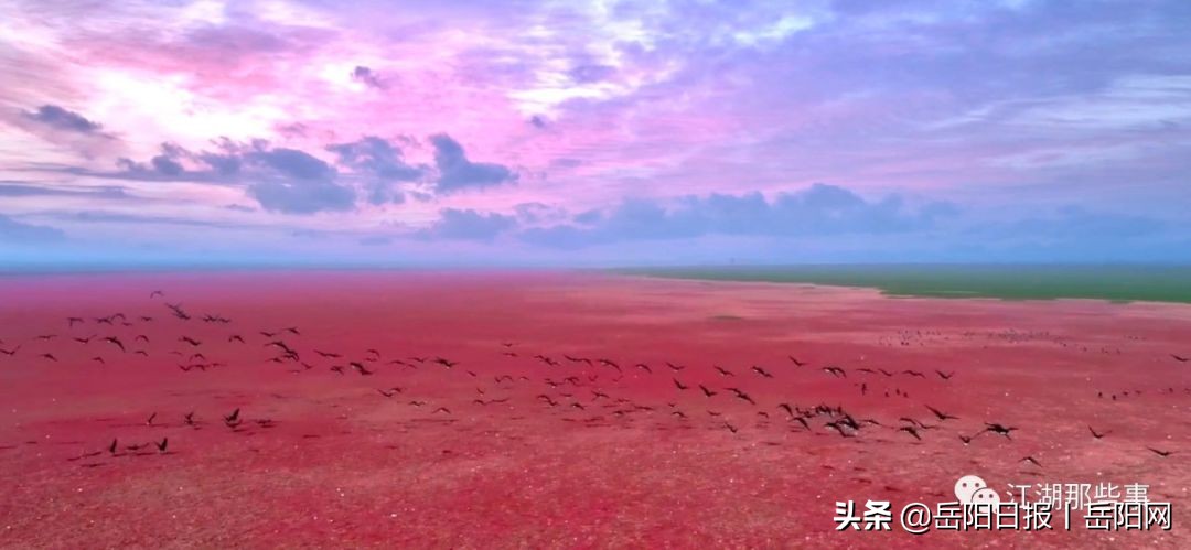失踪8年的东洞庭湖湿地“秘境”——“紫海香堤”，回来了