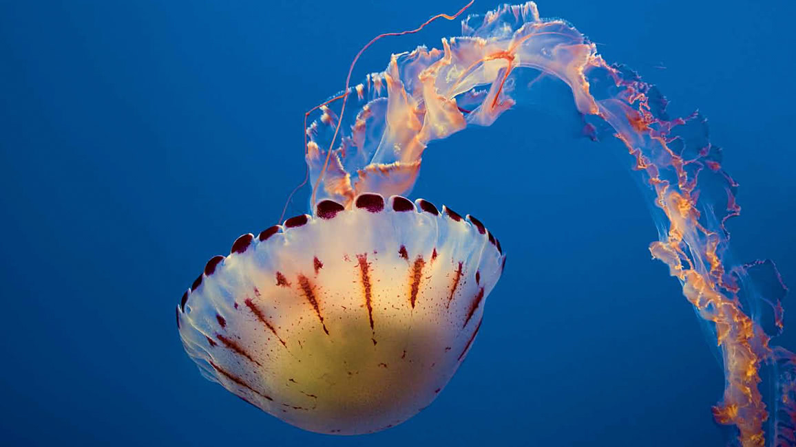 水母是靠什么来感知外部世界的,水母靠什么感知外界环境