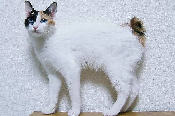 招财猫是怎么来的它的原型是什么,招财猫长什么样