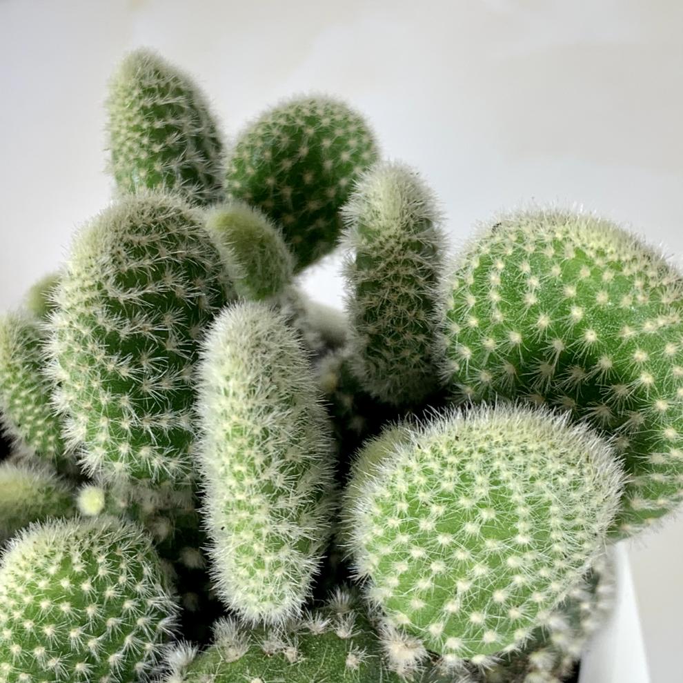 仙人掌介绍60多种独特的仙人掌,仙人掌开花的美图