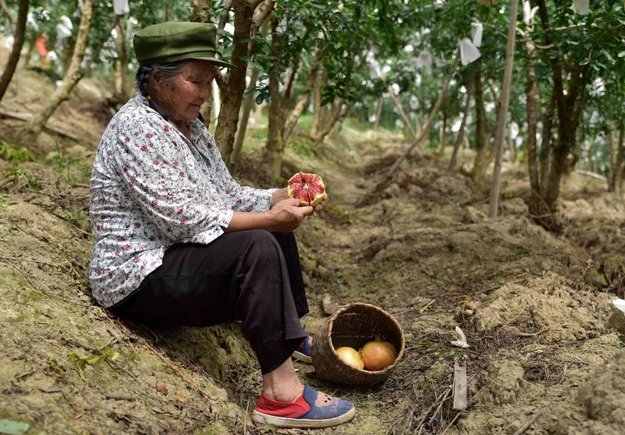 好吃不吐籽的突尼斯软籽石榴来了,被誉为可以吃的雅诗兰黛软籽石榴