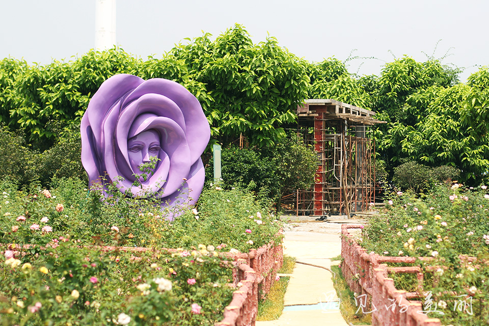 百万葵园有多坑,百万葵园免门票