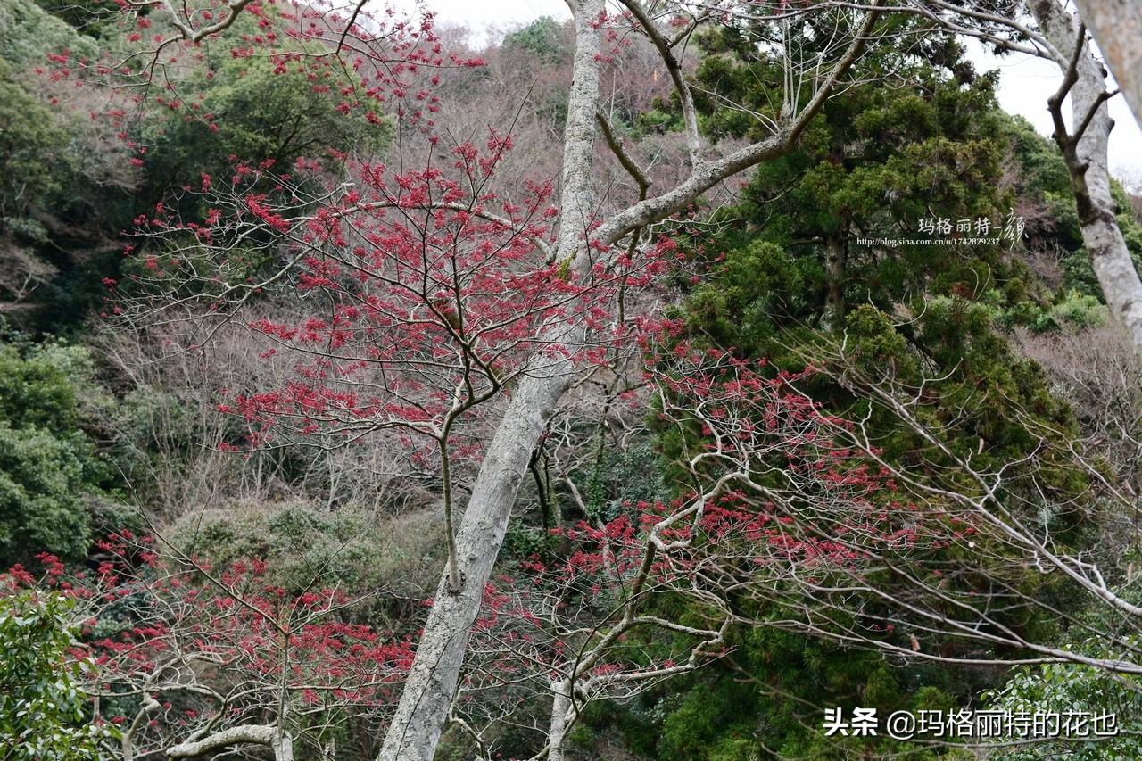 萁田森林公园和大阪的省钱之旅|行摄日本