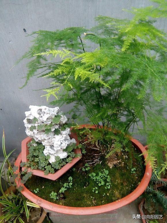 文竹不好养容易黄叶子,文竹不好养