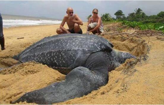 乌龟为什么能活那么多,乌龟为什么能活得那么长时间