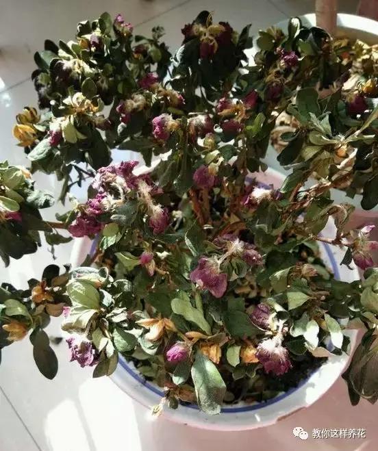 花儿黄叶烂叶怎么办,花儿叶子发黄用什么药