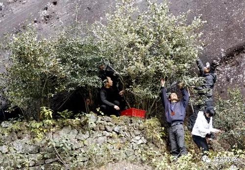 中国5种土豪茶，最贵的克价12万，一壶泡掉上百万