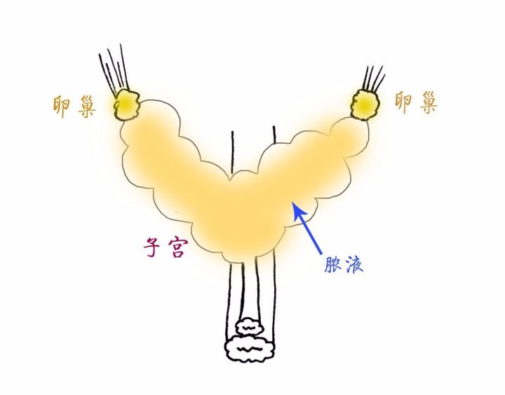 养猫指南免费阅读,养猫指南手册