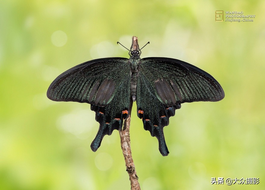 他7年专注拍蝴蝶,获“蝶痴”、“蝶仙”雅号