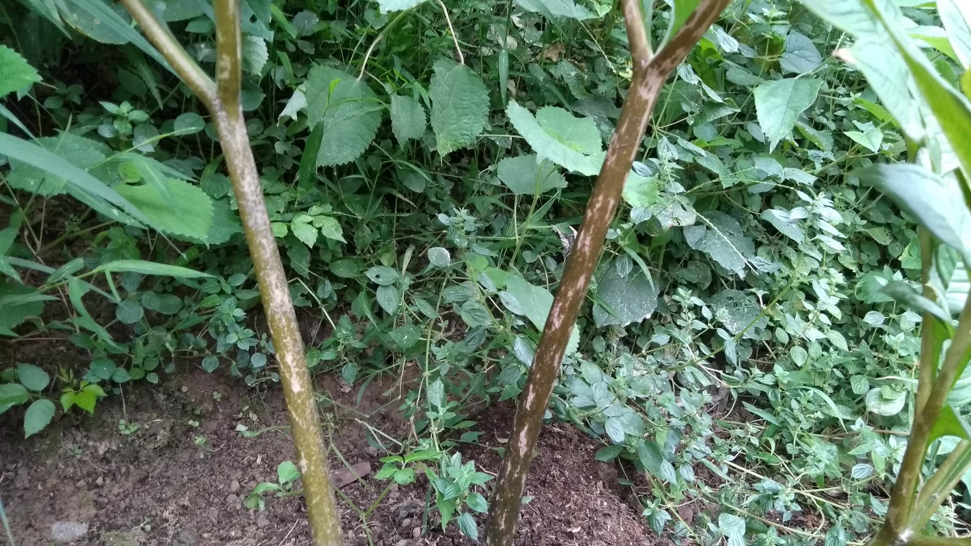 什么样的魔芋有毒,真正的魔芋有毒吗