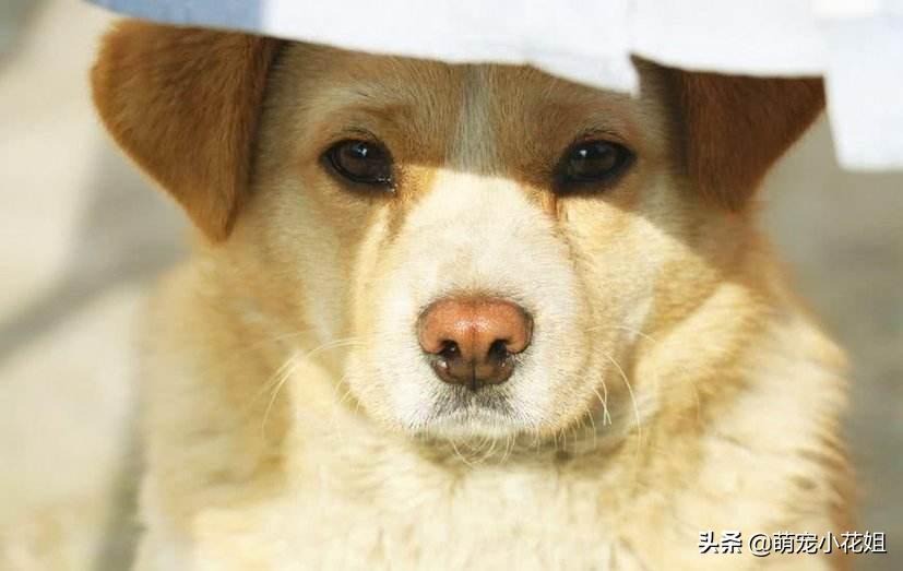 狗狗被遗弃站在车站门口不敢睡觉,流浪狗被遗弃在危险工地上