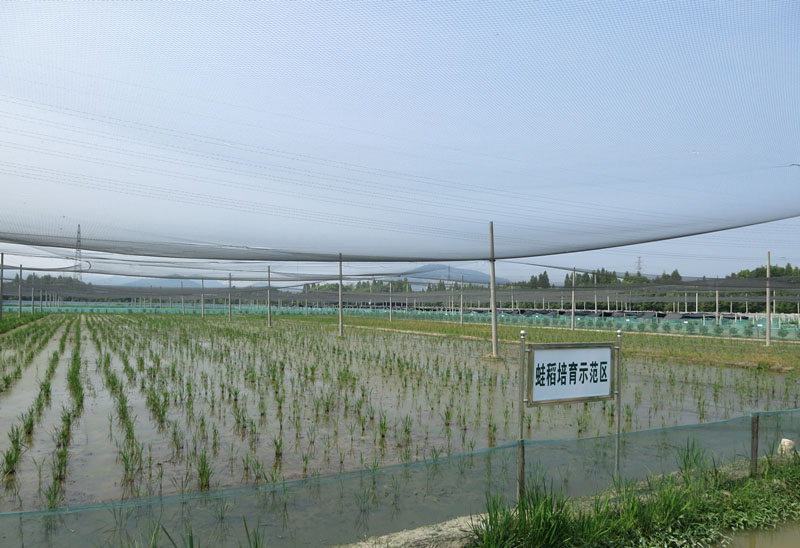 如何养殖青蛙的方法,如何养殖青蛙