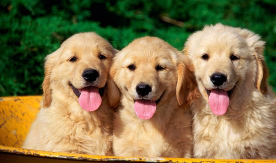 如果被狗追怎么办,被狗狗追着跑怎么办