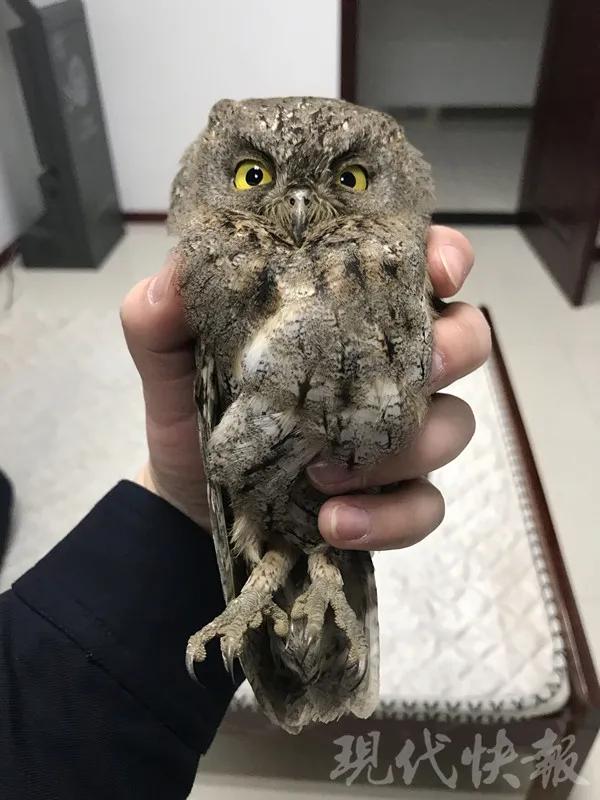 有多少南京人，获得过猫头鹰的祝福