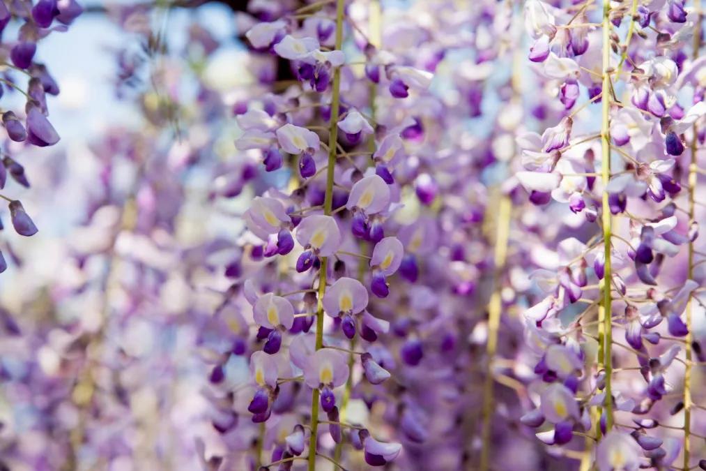 网红古树紫藤花,网红紫藤花