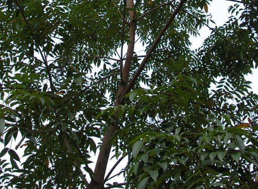 神农本草经中的药材图片,神农本草经高清彩图