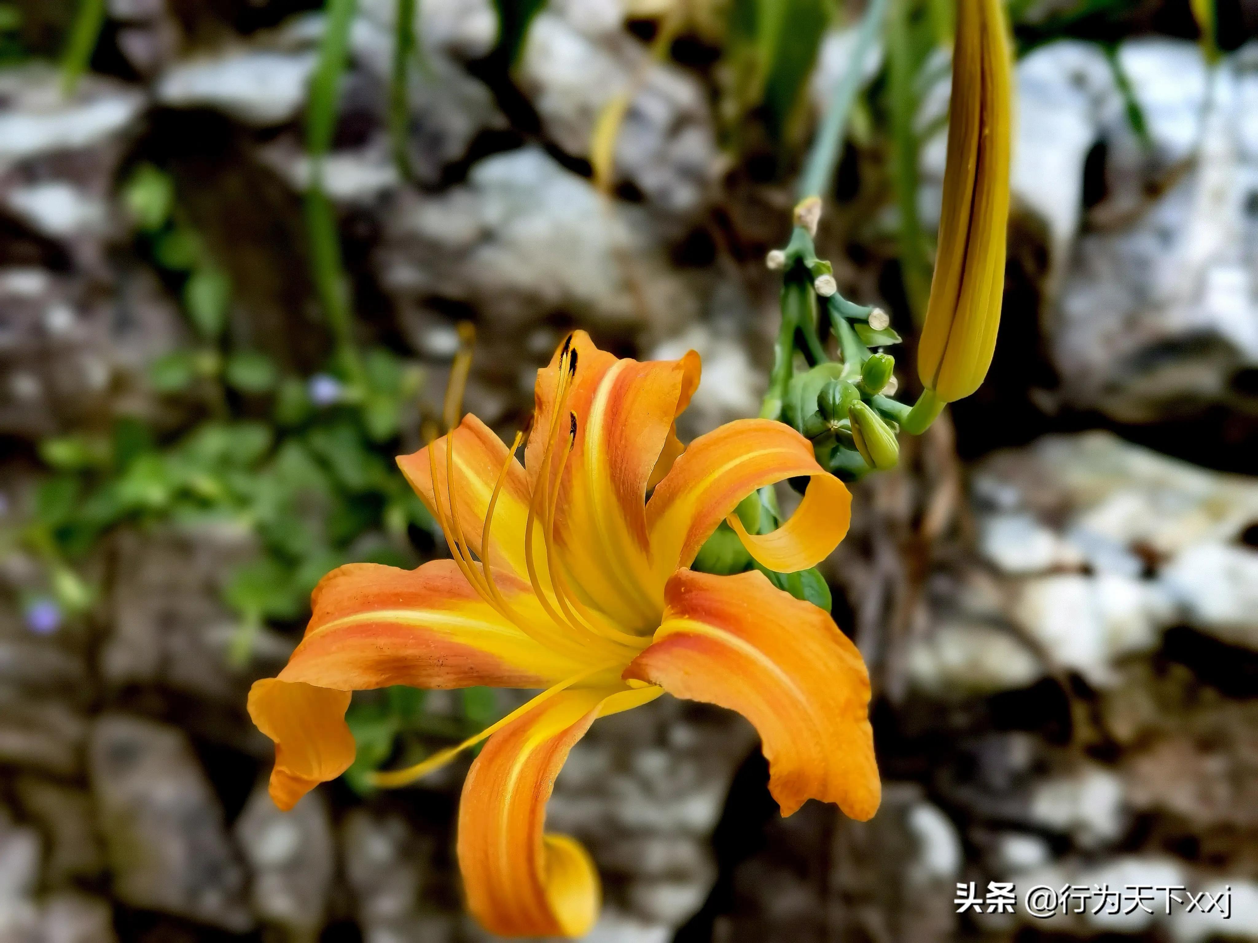 猫儿山水源视频,猫儿山景区的水