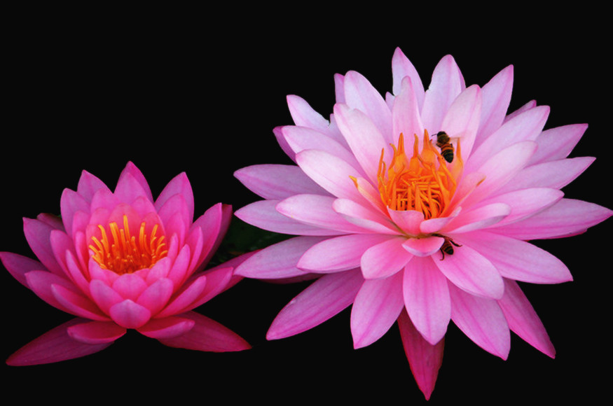 八字伤官官星两旺会发生什么,八字中伤官有什么特征