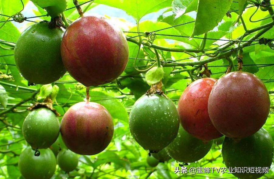 百香果树盆栽栽培方法,百香果高产高密度优质栽培技术