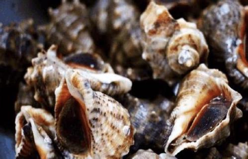 海螺的尾部到底是黄还是肝,海螺的尾部是黑色怎么回事