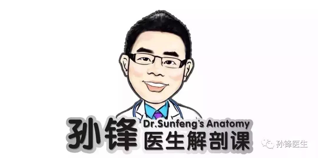 医学笔记︱男性会阴部的肌肉系统（中肛管水平）：（下）