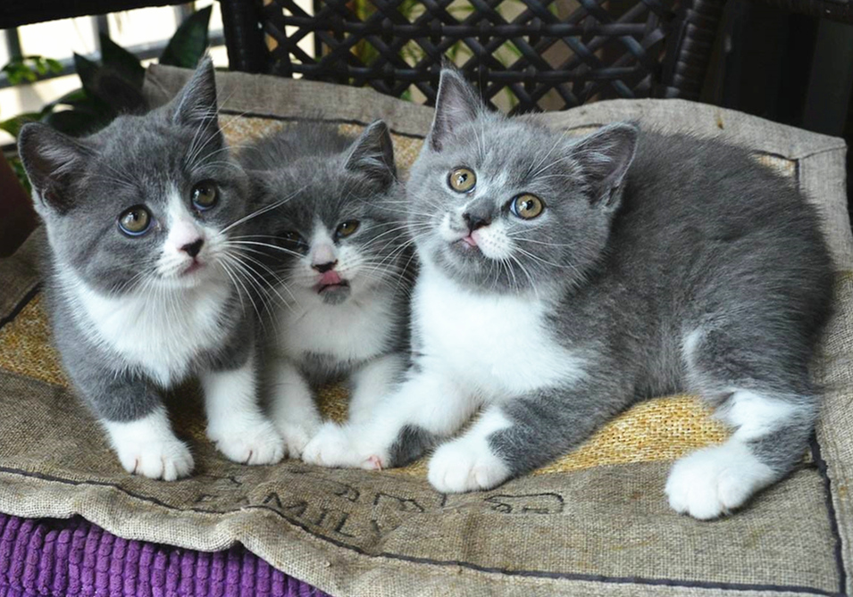 如果母猫不断奶会有乳腺炎,母猫断奶后需不需要打回奶针