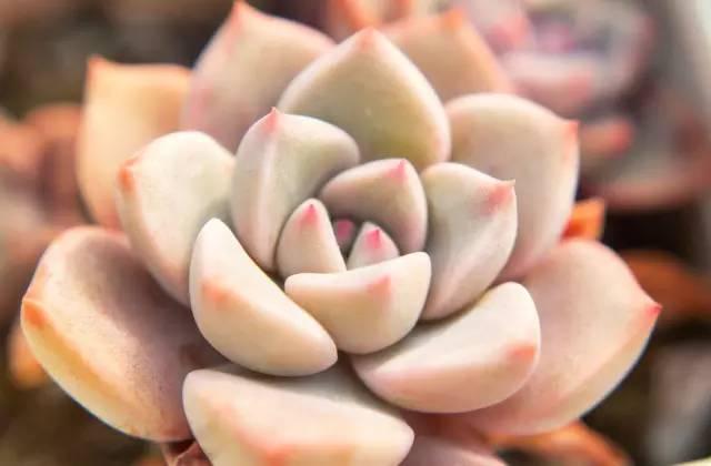 耐阴耐寒生长快的多肉植物,耐寒耐热的小型多肉植物