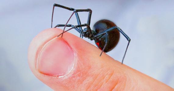 黑寡妇蜘蛛的毒液是不是毒不死人,世界上毒性最强的蜘蛛