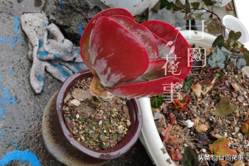 哪些多肉冬季怕冻,什么多肉抗冷耐寒好养