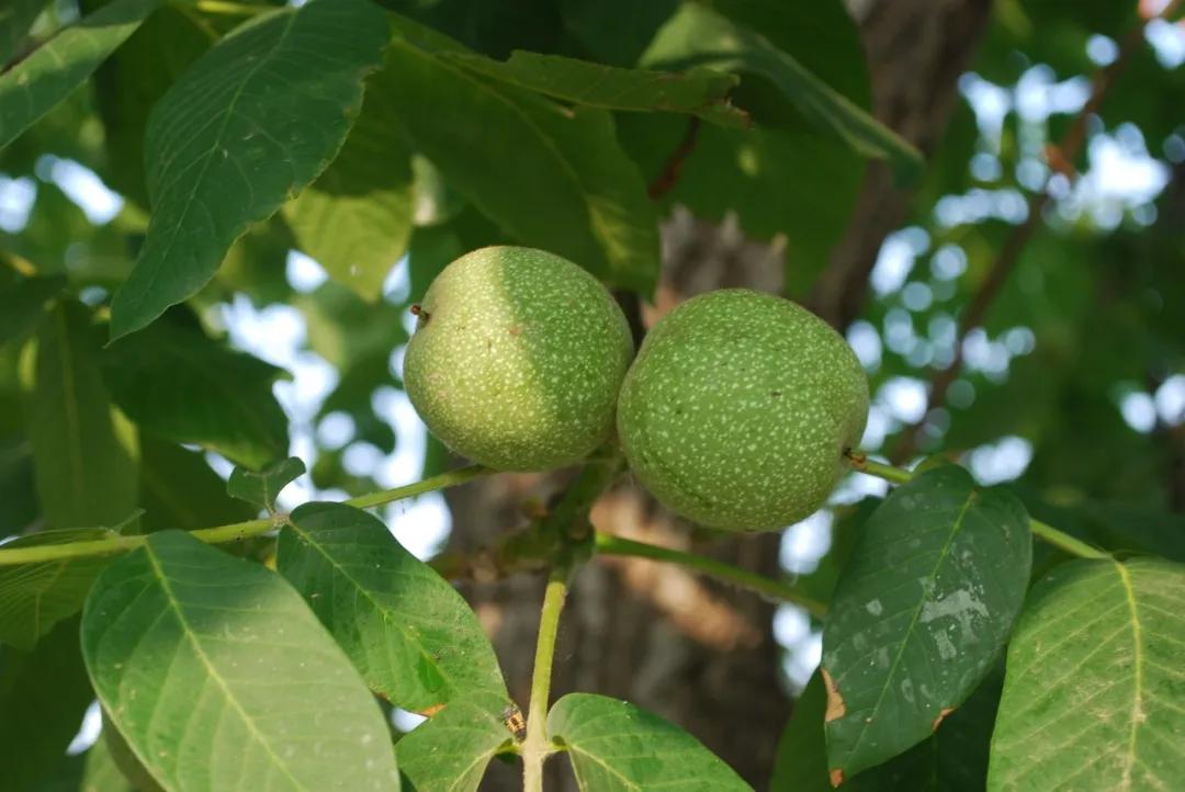 硬核整理!高清中药教材原植物彩*图色**谱(四期)