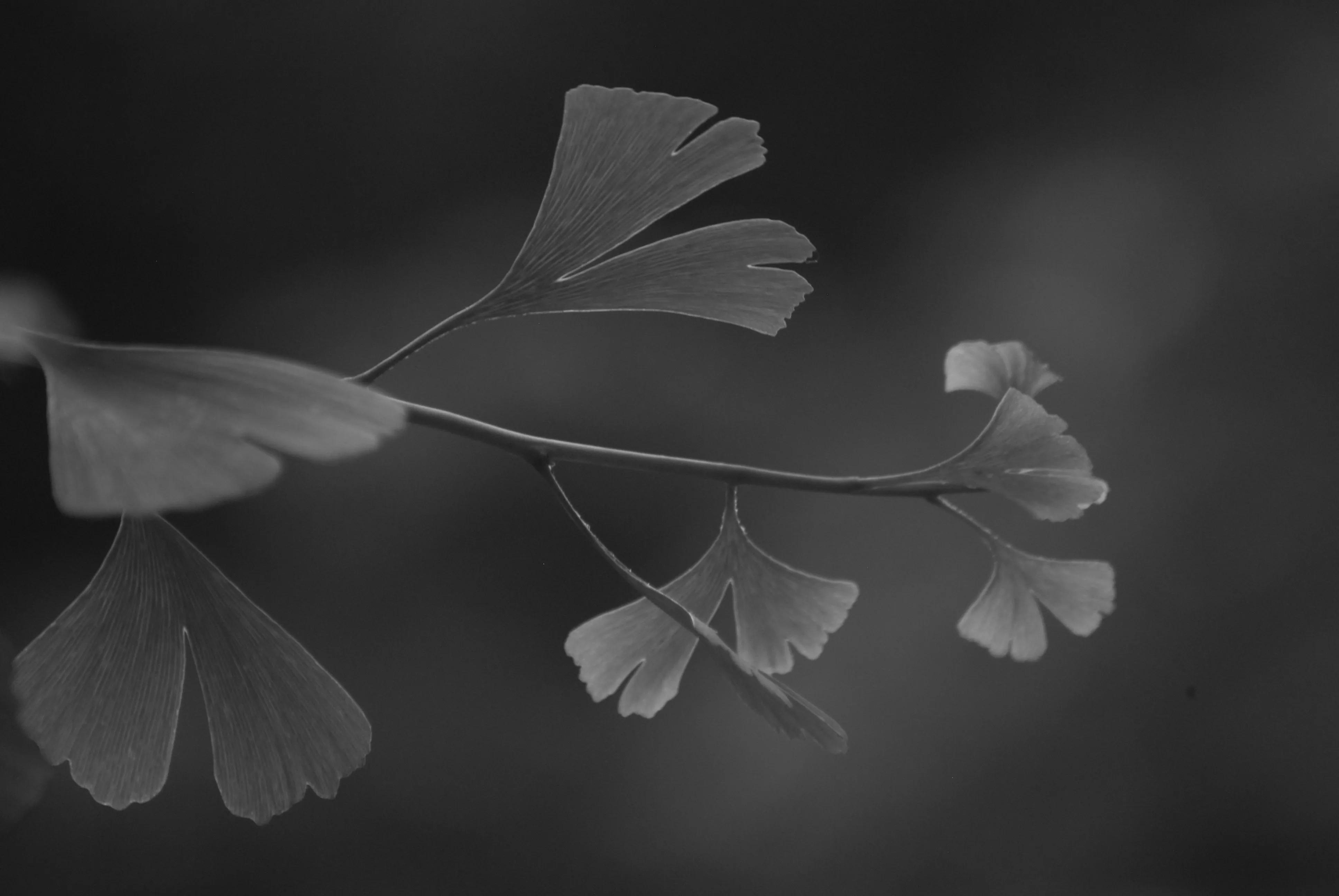 1000元二手全画幅单反相机推荐,2022最建议买的二手单反相机