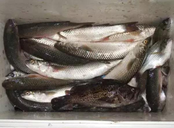 威海海鲜海肠,威海的海鲜有哪些品种