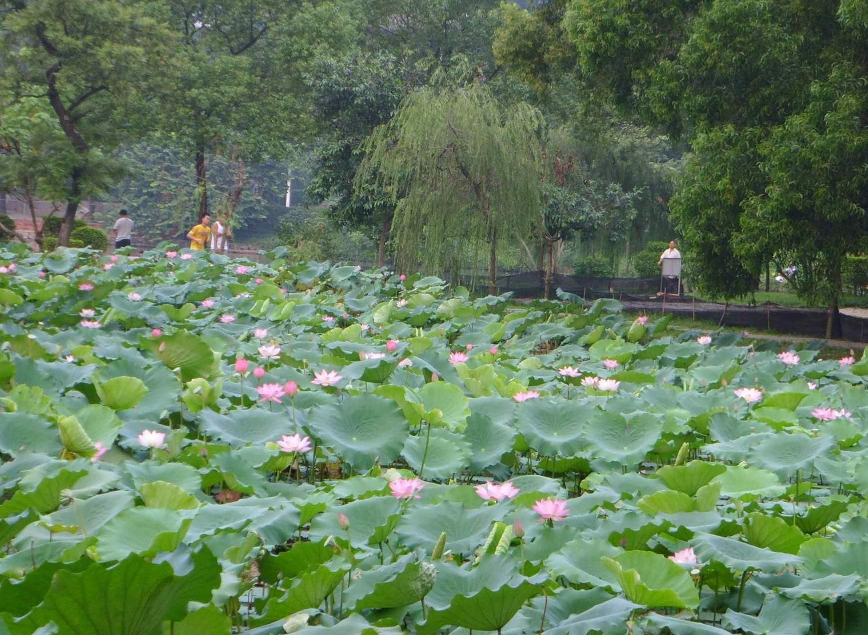 荷叶为什么不沾水科普讲解,荷叶为什么不沾水教案