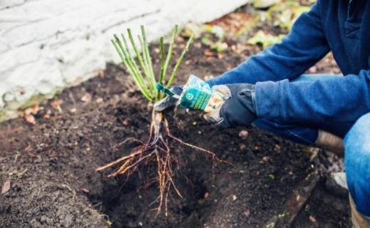 怎么栽月季小苗视频讲解,怎么养好树状月季苗子视频