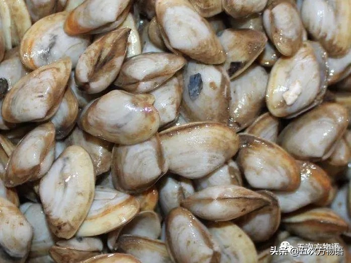 好吃的贝类品种大全,青岛贝类海鲜有哪些品种